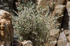 Johnstonella racemosa