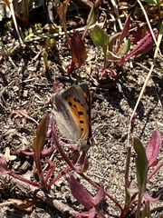 Lycaena phlaeas