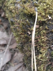 Bryopsida