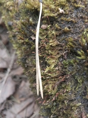 Bryopsida