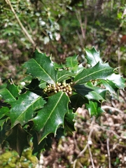 Ilex colchica