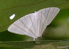 Urapteroides astheniata