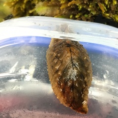 Pseudaneitea