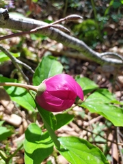 Paeonia caucasica