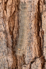 Lepidoptera