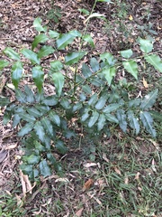 Flindersia australis