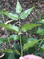 Flindersia australis