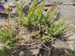 Salsola papillosa