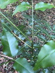 Flindersia australis