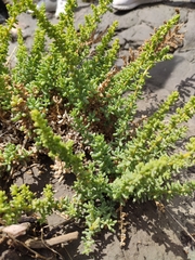 Salsola papillosa
