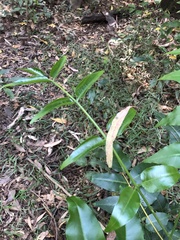 Flindersia australis