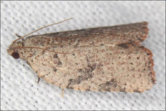 Meritastis laganodes