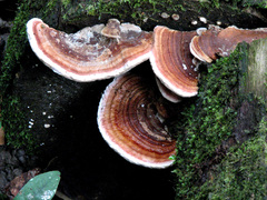 Rhodofomitopsis feei