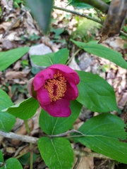 Paeonia caucasica