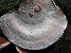 Rhodofomitopsis feei