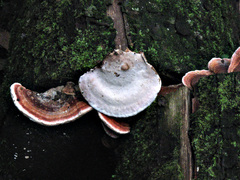 Rhodofomitopsis feei