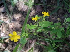 Oxalis divaricata