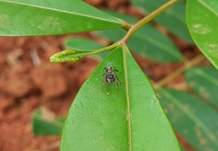 Myrmarachne melanocephala