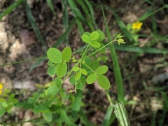 Oxalis divaricata
