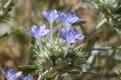 Eriastrum densifolium