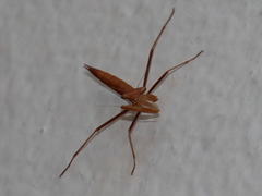 Miomantis paykullii