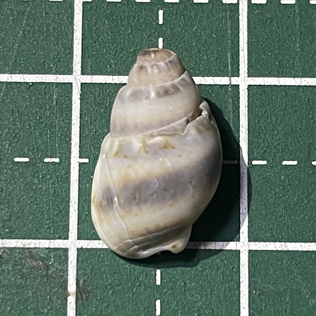 Nassarius reeveanus
