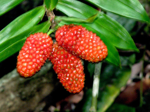 Freycinetia scandens Gaudich.