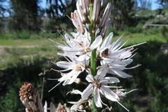 Asphodelus lusitanicus
