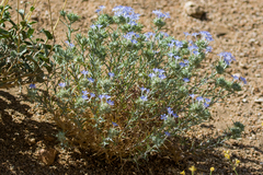 Eriastrum densifolium