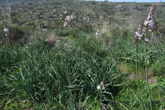 Asphodelus lusitanicus