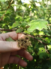 Chorilaena quercifolia
