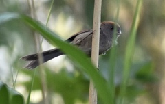 Sinosuthora alphonsiana