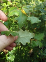 Chorilaena quercifolia
