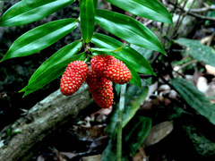 Freycinetia scandens