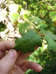 Chorilaena quercifolia