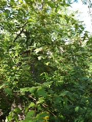 Chorilaena quercifolia