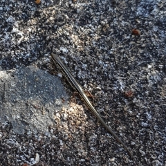 Ctenotus labillardieri