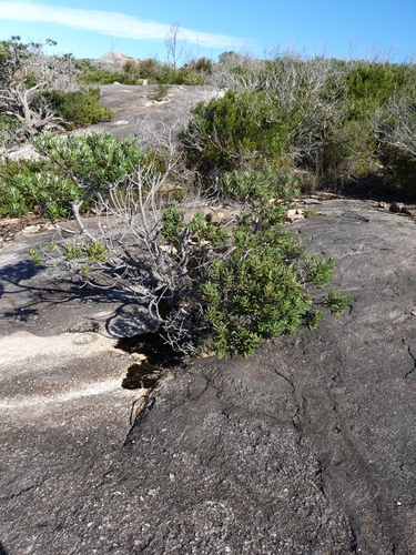 Banksia verticillata (Banksia verticillata)