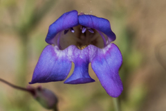 Penstemon incertus