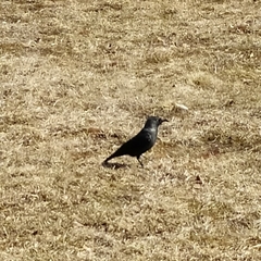 Corvus monedula soemmerringii