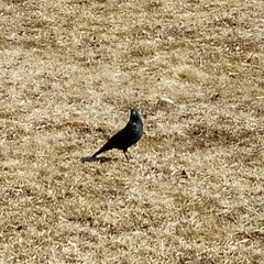 Corvus monedula soemmerringii