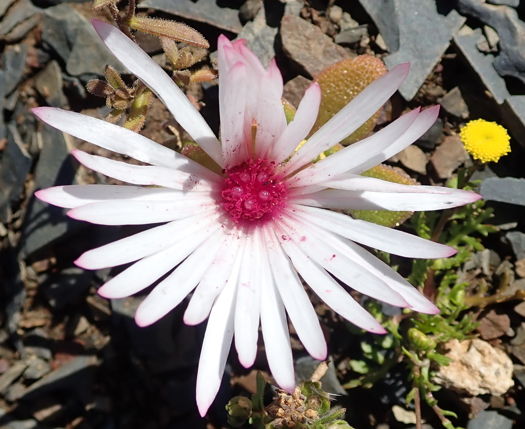 Dorotheanthus maughanii