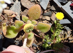 Cleretum maughanii