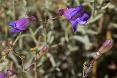 Penstemon incertus
