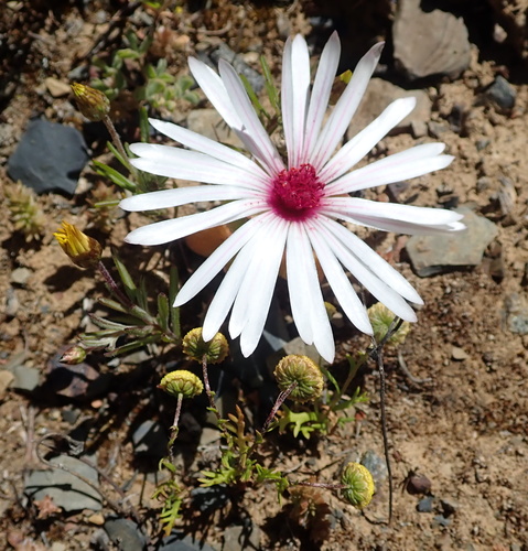 Image of Cleretum maughanii by no rights reserved