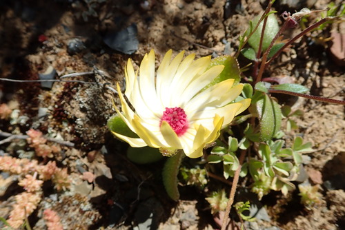 Image of Cleretum maughanii by no rights reserved
