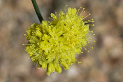 Eriogonum nudum westonii