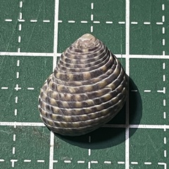 Monodonta canalifera