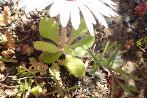 Image of Cleretum maughanii by no rights reserved
