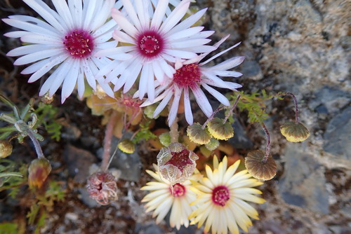 Image of Cleretum maughanii by no rights reserved